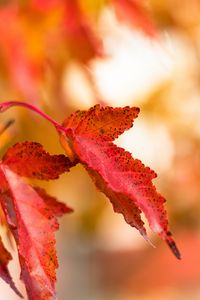 Preview wallpaper leaf, red, spots, macro