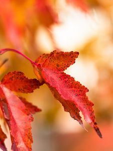 Preview wallpaper leaf, red, spots, macro