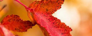 Preview wallpaper leaf, red, spots, macro