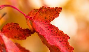 Preview wallpaper leaf, red, spots, macro