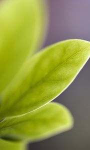 Preview wallpaper leaf, reflections, shape, light