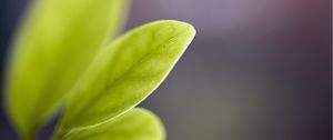 Preview wallpaper leaf, reflections, shape, light