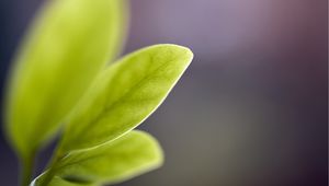 Preview wallpaper leaf, reflections, shape, light