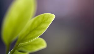 Preview wallpaper leaf, reflections, shape, light