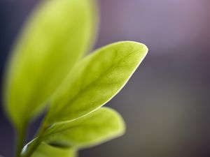 Preview wallpaper leaf, reflections, shape, light