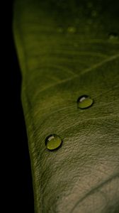 Preview wallpaper leaf, relief, drops, macro, green