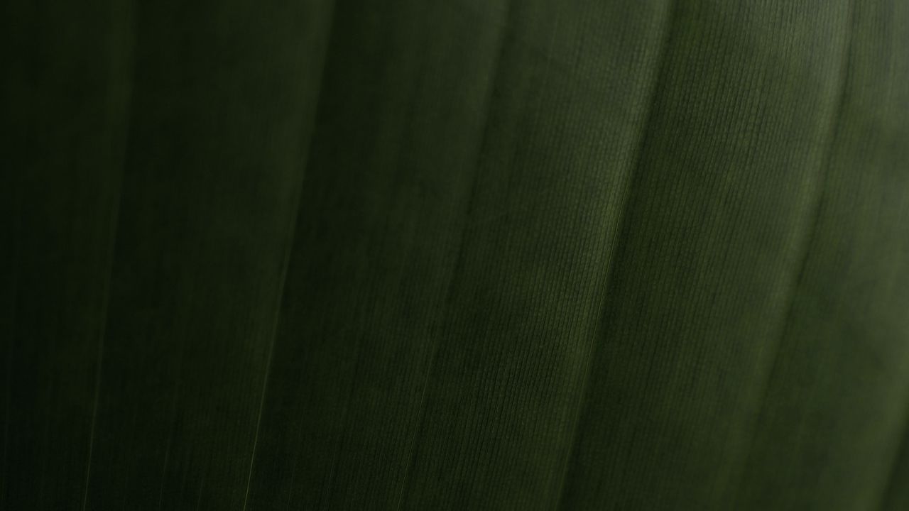 Wallpaper leaf, relief, stripes, macro, green