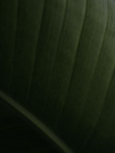 Preview wallpaper leaf, relief, stripes, macro, green