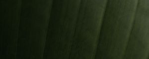 Preview wallpaper leaf, relief, stripes, macro, green