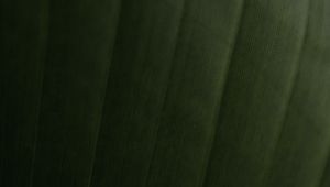 Preview wallpaper leaf, relief, stripes, macro, green