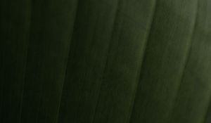 Preview wallpaper leaf, relief, stripes, macro, green