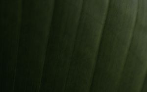 Preview wallpaper leaf, relief, stripes, macro, green