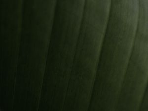 Preview wallpaper leaf, relief, stripes, macro, green