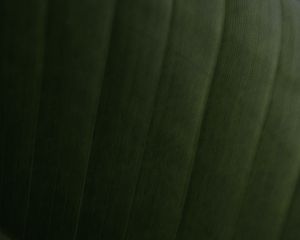Preview wallpaper leaf, relief, stripes, macro, green