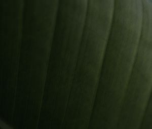 Preview wallpaper leaf, relief, stripes, macro, green