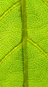 Preview wallpaper leaf, relief, veins, macro, green