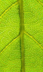Preview wallpaper leaf, relief, veins, macro, green