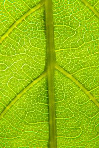 Preview wallpaper leaf, relief, veins, macro, green