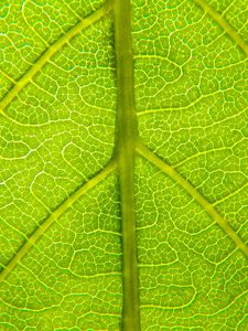 Preview wallpaper leaf, relief, veins, macro, green