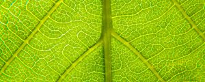 Preview wallpaper leaf, relief, veins, macro, green
