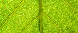 Preview wallpaper leaf, relief, veins, macro, green
