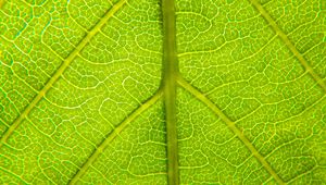 Preview wallpaper leaf, relief, veins, macro, green