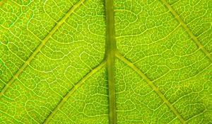 Preview wallpaper leaf, relief, veins, macro, green