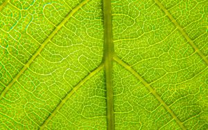 Preview wallpaper leaf, relief, veins, macro, green