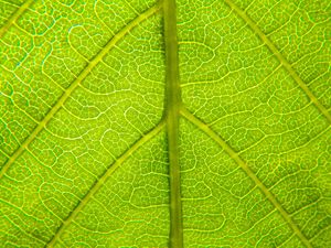Preview wallpaper leaf, relief, veins, macro, green