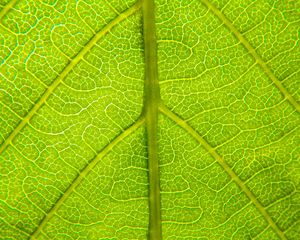 Preview wallpaper leaf, relief, veins, macro, green