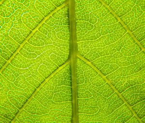 Preview wallpaper leaf, relief, veins, macro, green