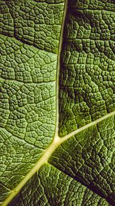 Preview wallpaper leaf, ribbed, leaf veins, green, plant
