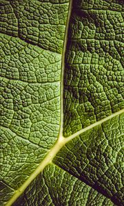 Preview wallpaper leaf, ribbed, leaf veins, green, plant