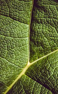 Preview wallpaper leaf, ribbed, leaf veins, green, plant