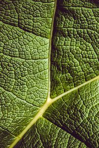 Preview wallpaper leaf, ribbed, leaf veins, green, plant