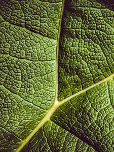 Preview wallpaper leaf, ribbed, leaf veins, green, plant