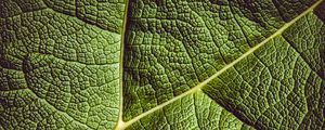 Preview wallpaper leaf, ribbed, leaf veins, green, plant