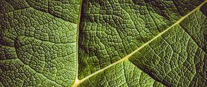 Preview wallpaper leaf, ribbed, leaf veins, green, plant