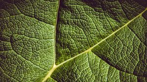 Preview wallpaper leaf, ribbed, leaf veins, green, plant