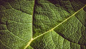 Preview wallpaper leaf, ribbed, leaf veins, green, plant