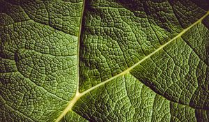 Preview wallpaper leaf, ribbed, leaf veins, green, plant