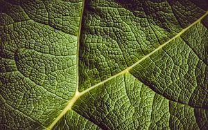 Preview wallpaper leaf, ribbed, leaf veins, green, plant