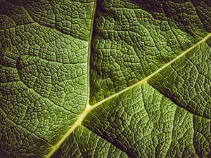 Preview wallpaper leaf, ribbed, leaf veins, green, plant