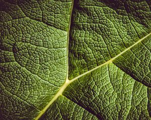 Preview wallpaper leaf, ribbed, leaf veins, green, plant