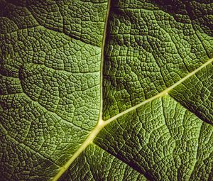 Preview wallpaper leaf, ribbed, leaf veins, green, plant