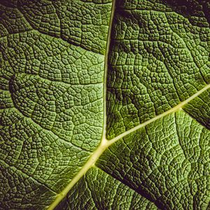 Preview wallpaper leaf, ribbed, leaf veins, green, plant