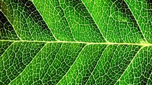 Preview wallpaper leaf, shadow, green, division, form, stripes