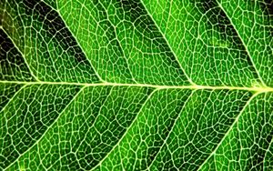 Preview wallpaper leaf, shadow, green, division, form, stripes