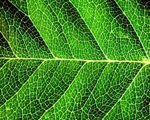 Preview wallpaper leaf, shadow, green, division, form, stripes