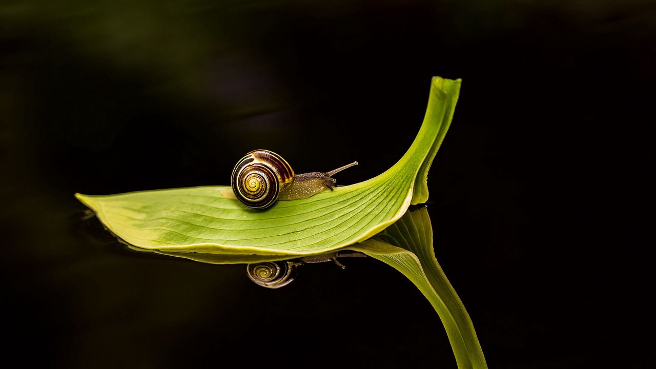 Wallpaper leaf, snail, dark water, close-up, traveling, green